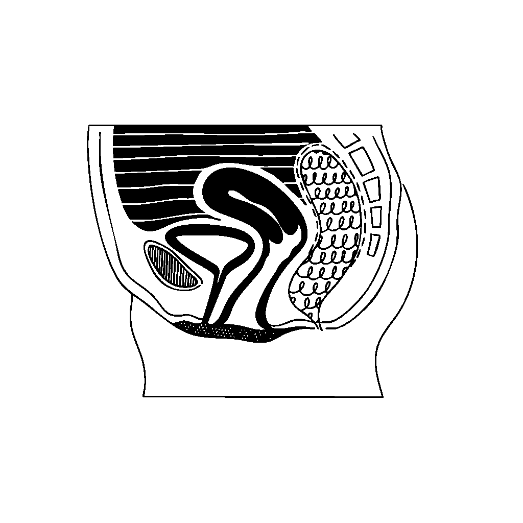 illustration of normal pelvic organ by Rebekah di Palma